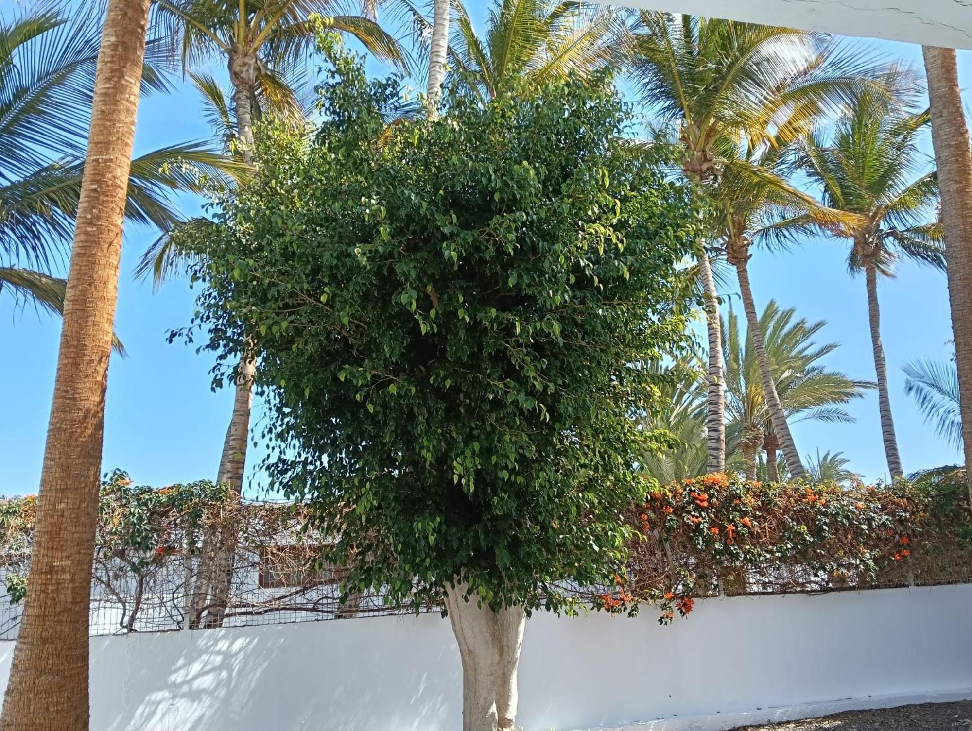 Appartamento Las Palmas Tarajalejo Bagian luar foto